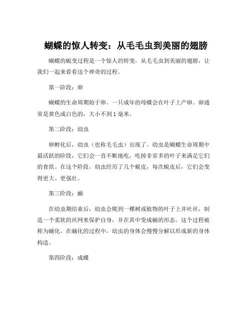 蝴蝶的蜕变过程介绍