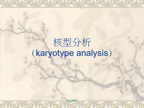 《核型分析》PPT课件