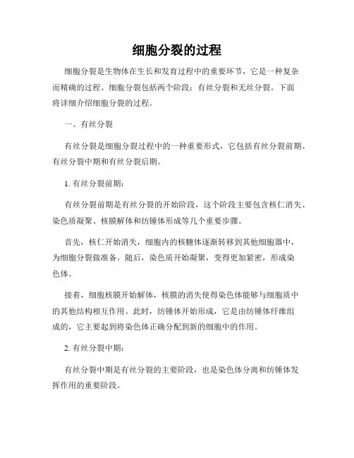 细胞分裂的过程