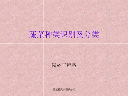 蔬菜种类识别及分类【可编辑】