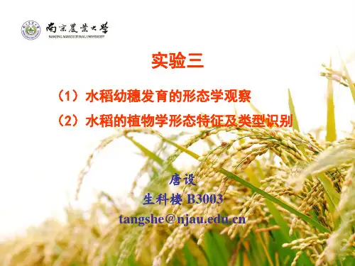 实验三 水稻的植物学形态特征