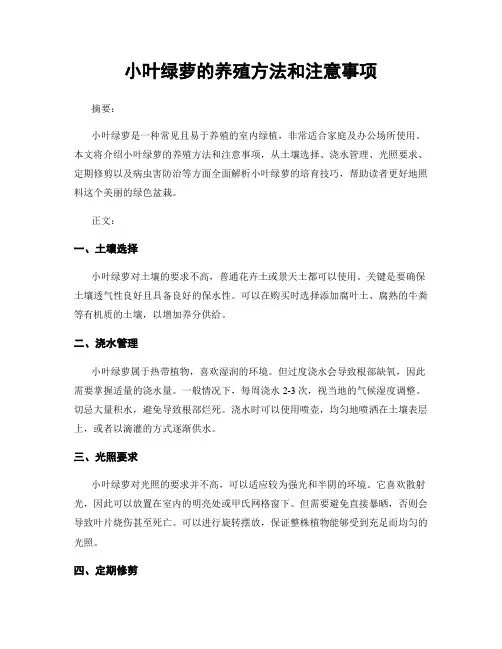 小叶绿萝的养殖方法和注意事项