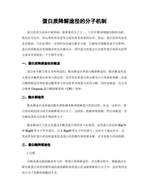 蛋白质降解途径的分子机制