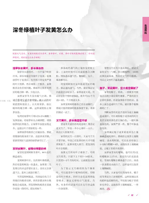 深冬绿植叶子发黄怎么办