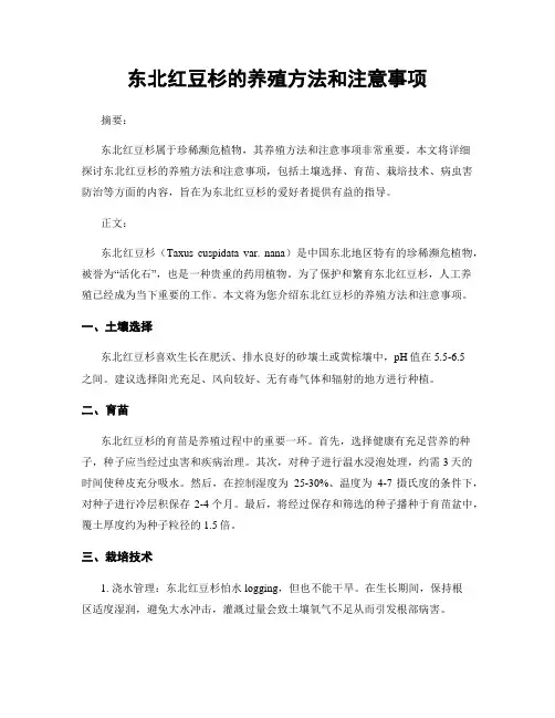 东北红豆杉的养殖方法和注意事项