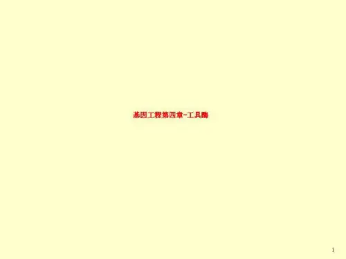 基因工程第四章-工具酶