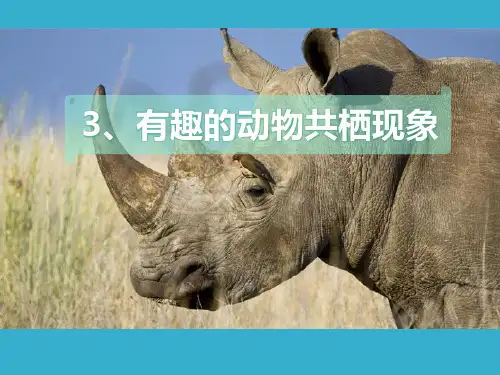 人教版四年级下册《有趣的动物共栖现象》公开课精品课件