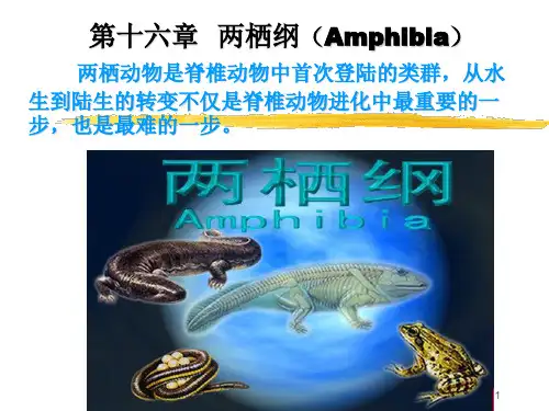 16两栖纲