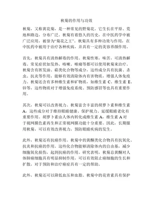 秋菊的作用与功效
