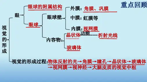 16.2人体对信息的感知(2)--苏科版八上