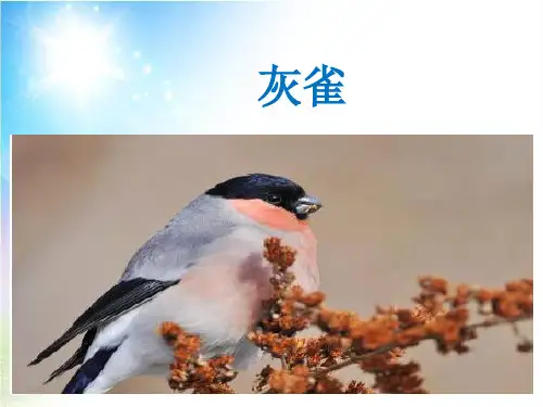最新人教部编版小学三年级上册语文《灰雀》教学课件ppt