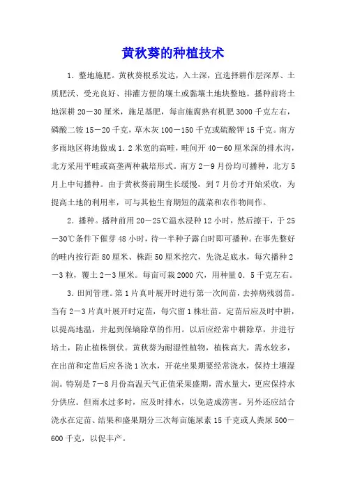 黄秋葵的种植技术