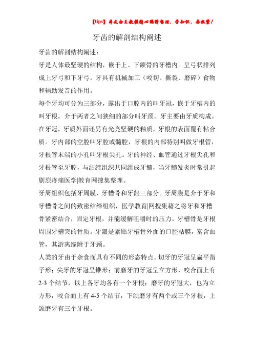 牙齿的解剖结构阐述