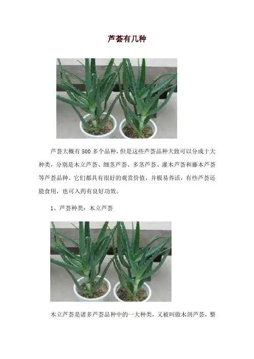 芦荟有几种