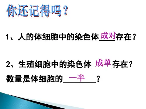 初中生物八年级《人的性别遗传》公开课课件