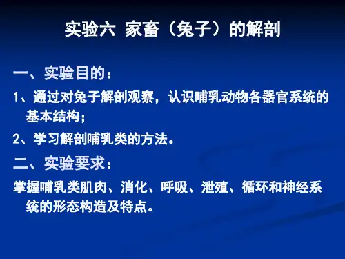 实验六 兔子的解剖