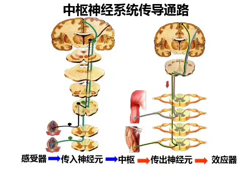 中枢神经系统传导通路