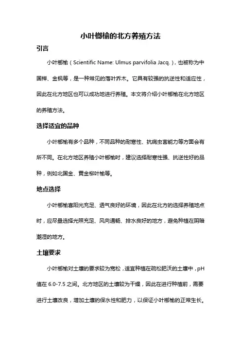 小叶榔榆的北方养殖方法