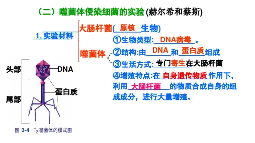 高三生物一轮复习课件噬菌体浸染细菌实验