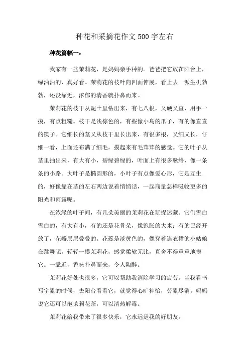 种花和采摘花作文500字左右