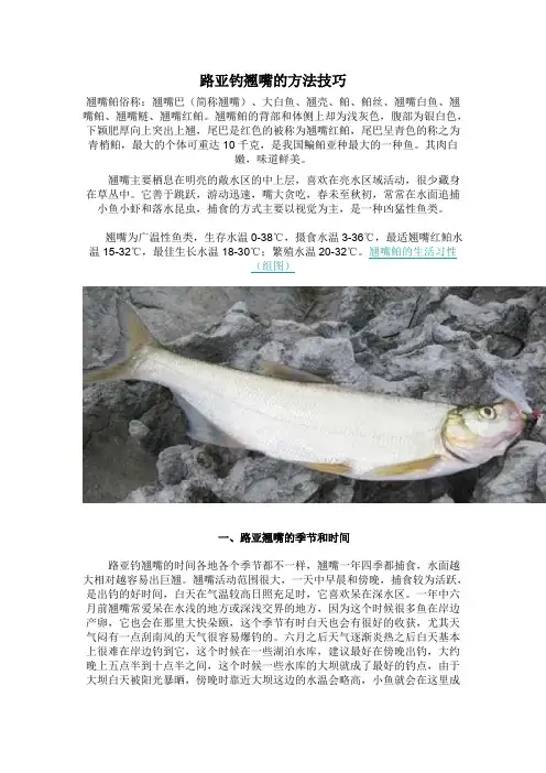路亚钓翘嘴的方法技巧