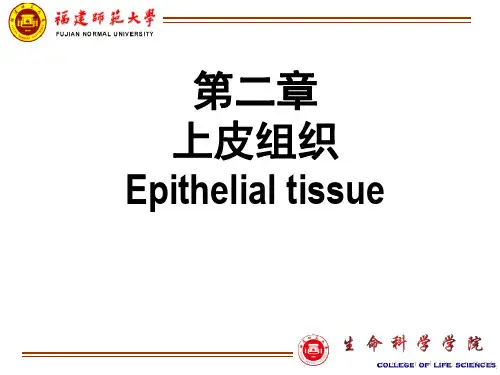第二章  上皮组织