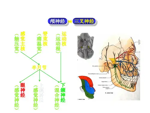 口腔局部神经麻醉解剖基础-幻灯片