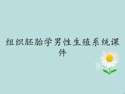 组织胚胎学男性生殖系统课件