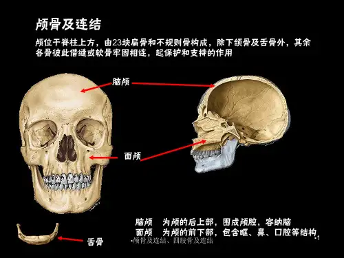 颅骨及连结四肢骨及连结课件