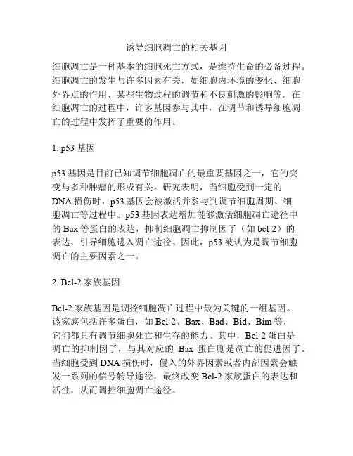 诱导细胞凋亡的相关基因