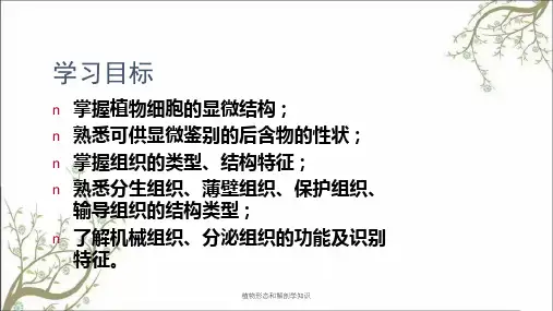 植物形态和解剖学知识
