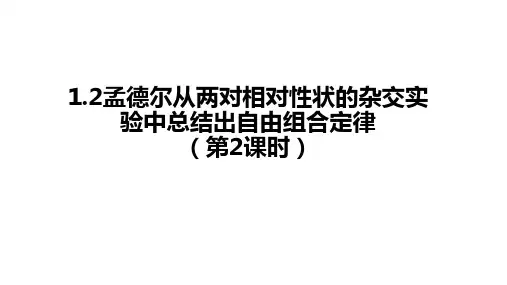 孟德尔从两对相对性状的杂交实验中总结出自由组合定律(第2课时)课件-高一下学期浙科版必修2