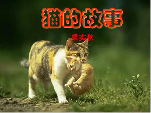 《猫的故事》教学课件(13张ppt)剖析