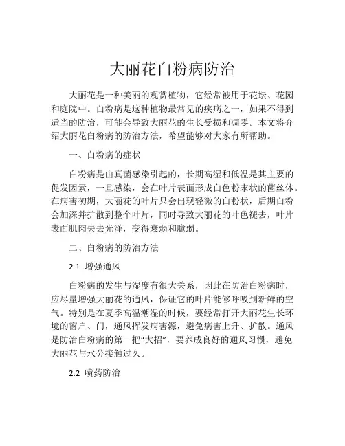 大丽花白粉病防治