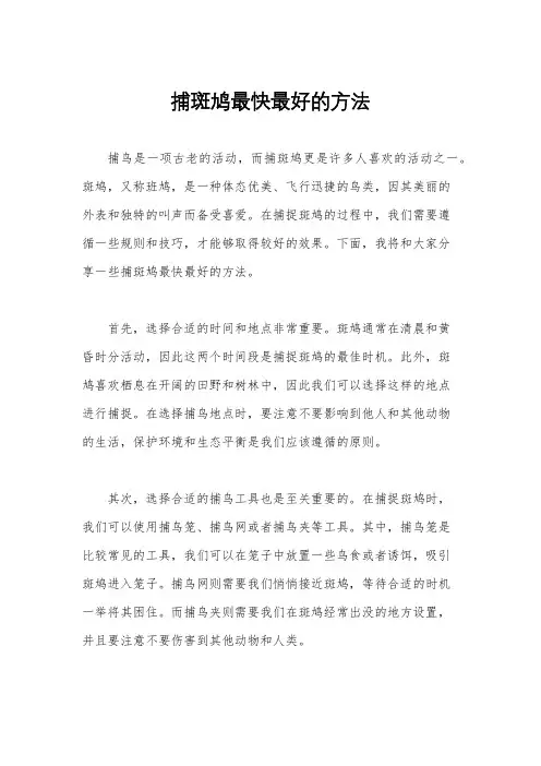捕斑鸠最快最好的方法