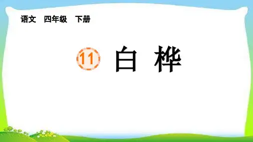 白桦课件(共22张PPT)