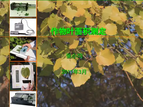 作物叶面积的测定