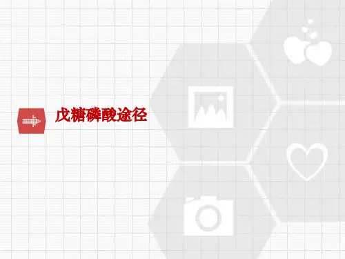 戊糖磷酸途径课件PPT