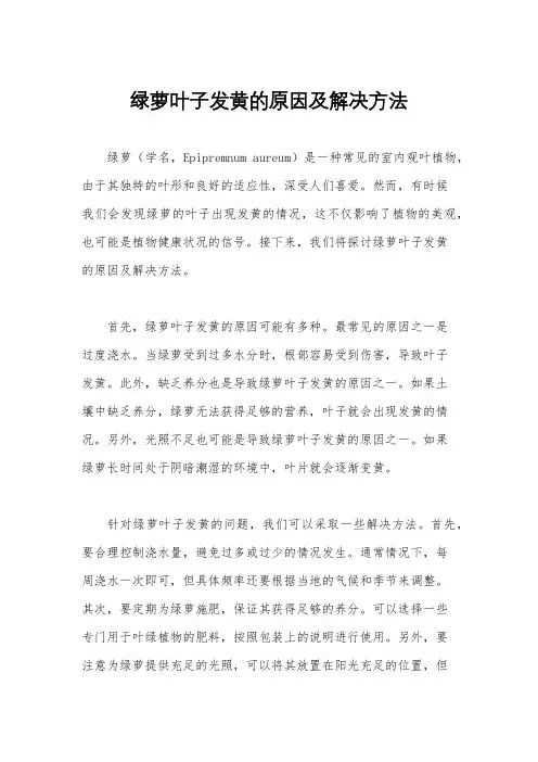 绿萝叶子发黄的原因及解决方法