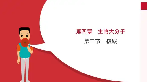 4.3 核酸(教学课件)高中化学人教版(2019)选修三