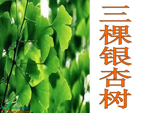 2、《三棵银杏树》讲课.