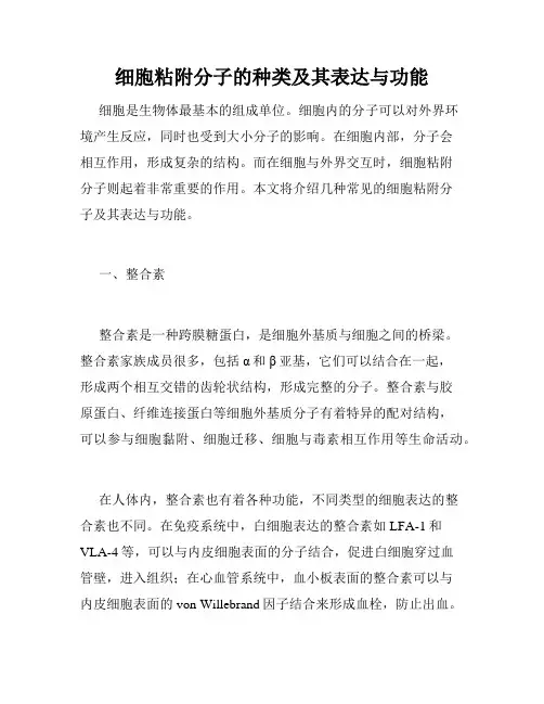 细胞粘附分子的种类及其表达与功能