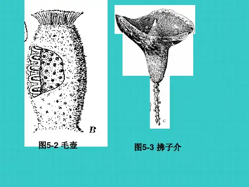 海绵动物门或多孔动物门