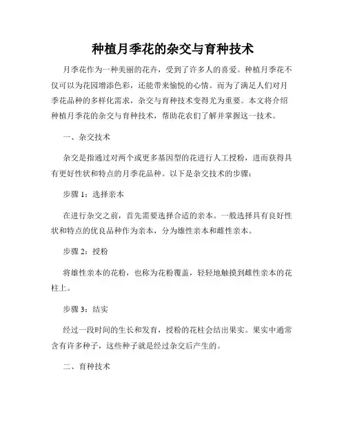 种植月季花的杂交与育种技术