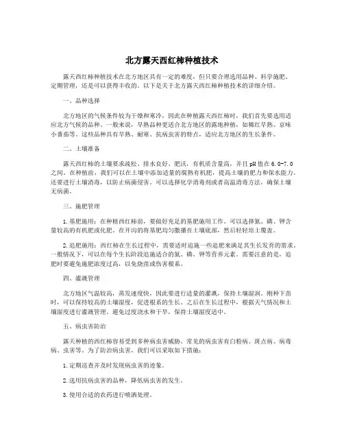 北方露天西红柿种植技术