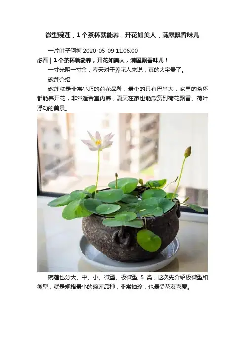 微型碗莲，1个茶杯就能养，开花如美人，满屋飘香味儿