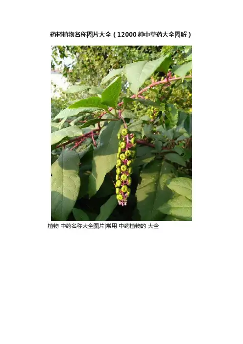 药材植物名称图片大全（12000种中草药大全图解）