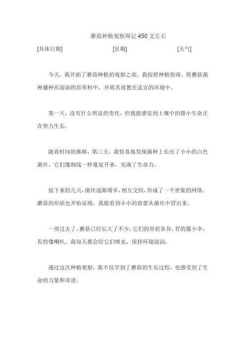 蘑菇种植观察周记450支左右