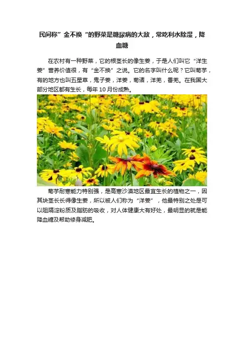 民间称”金不换“的野菜是糖尿病的大敌，常吃利水除湿，降血糖