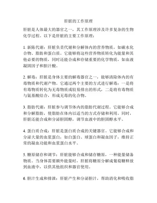 肝脏的工作原理